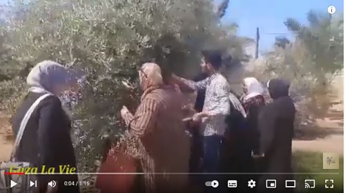 Les étudiants et les diplômés de français participent à la cueillette des olives à Gaza 
